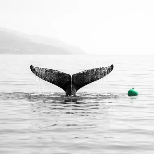 Baleines à bosse au large du Carbet : derniers passages avant le grand large