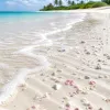 Petite anse des Salines : un havre secret au sud de la Martinique